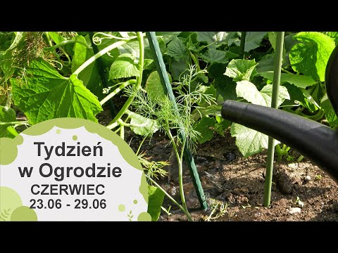 Czerwiec w ogrodzie. Kalendarz ogrodnika na 23.06 -29.06. Prace ogrodnicze w czerwcu