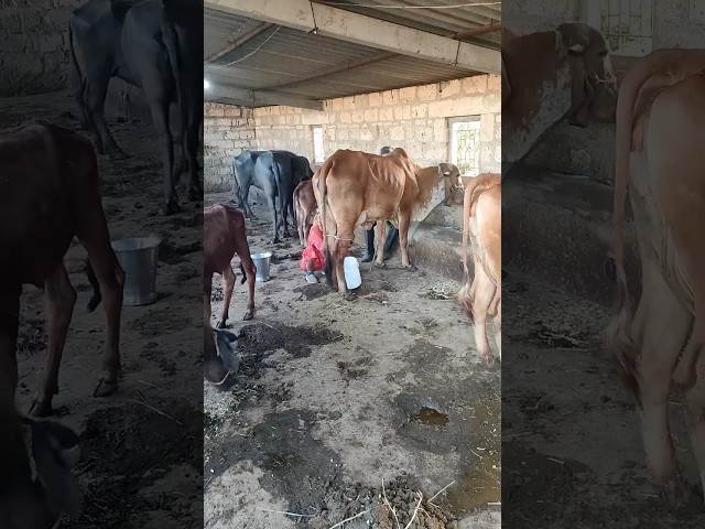 Buy Ghee with Video Proof - Order #147 Ghee Making Video