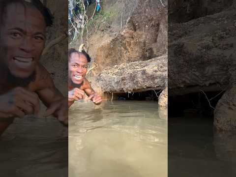 La agresividad de un Cangrejo dominicano en una cueva de un río ￼