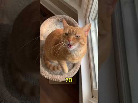 Cats vs Snakes: The Ultimate Survival Duel 🐍🆚🐈😱