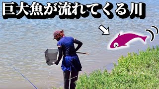 大型魚が流れてくる川に棲む魚の顔が怖すぎる…
