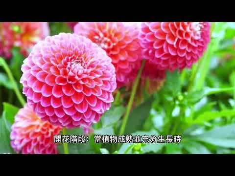 從種子到果實：了解植物生長的奧秘 - YouTube(1:44)