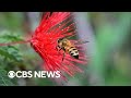 Bee Conservation and Threats
