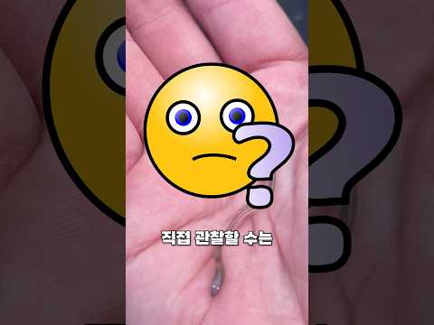 뱀장어 미스터리
