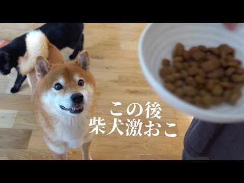 実家に皿を忘れた柴犬のかわいい抗議姿に癒される サムネイル