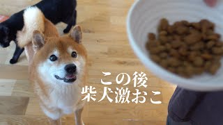 実家に皿を忘れて柴犬激おこ！可愛すぎる犬語の猛抗議を受けました…。