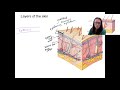 Skin Structure and Function Assessment