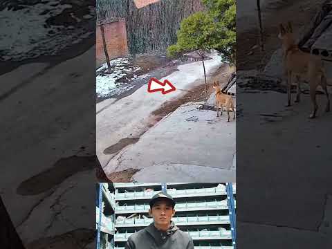 We have a great leader. #dogs #animals #pets #cctv #shorts