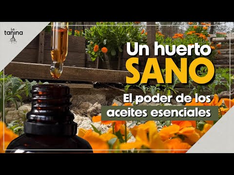 Aceites Esenciales 💧 POTENTE herramienta CURATIVA para el huerto