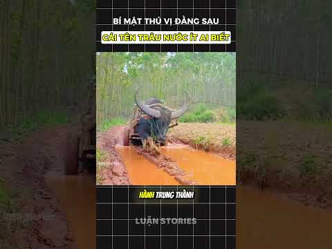 Bí mật thú vị đằng sau cái tên trâu nước #shorts