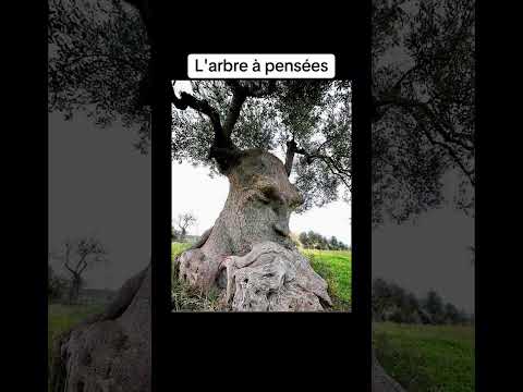 Abonne-toi ๐ณ๏ฟผ