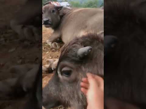Cute Buffalo - Chú Trâu Dễ Thương #shorts