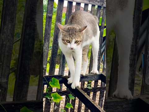 #cat #cats #cute #catvideos #catshorts #catai #ai #funny #love #pets #lovely #shorts #shortvideos