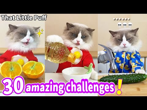 Meow Chef: 30 amazing challenges! | That Little Puff