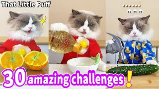 Meow Chef: 30 amazing challenges! | That Little Puff