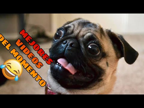 🤣 Animales Momentos más Divertidos del Año 🐶🐱 Videos de Risa de Mascotas