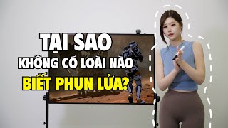 Tại sao trong tự nhiên, không có loài nào biết phun lửa? THKT 42