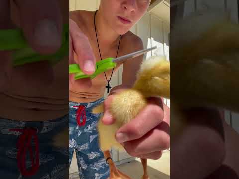 Cute baby duck
