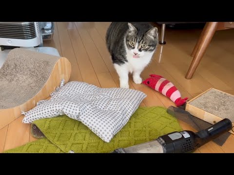 【ご報告】季節外れな掃除動画と、元ボス猫Mの近況報告です。
