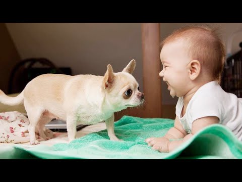 TRY NOT TO LAUGH: Are Chihuahua The Funniest Nanny? ||  Funny Baby Video