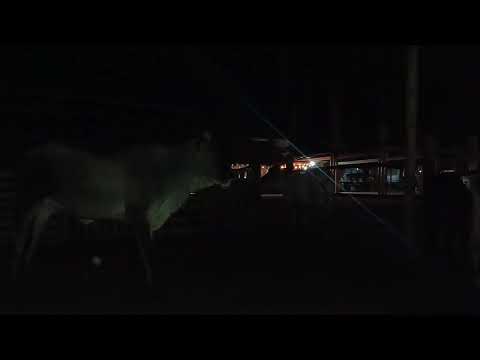 Dándole Agua de Noche a las Vacas