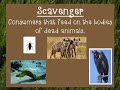 Exploring Ecosystem Roles: Producers, Consumers, Scavengers, and Decomposers