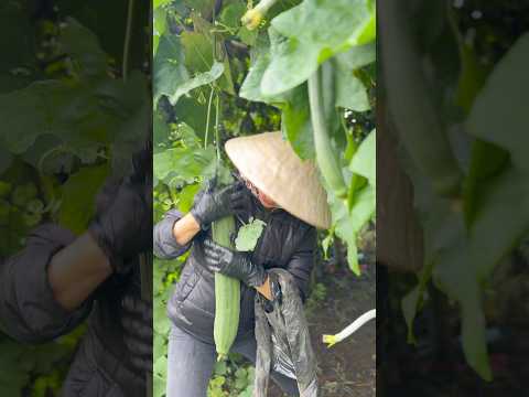 Quả mướp 1 mét có thật