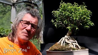 Pruning My Root Over Temple Ficus, The Bonsai Zone, Aug 2025