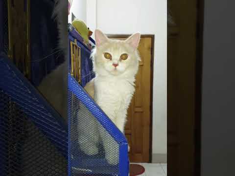 Mochi Funny Cat Videos Viral Shorts #cat #cats #catshorts