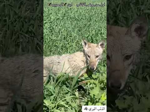 هروب الذيب في الاراضي الزراعية 😨😨