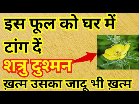 इस फूल को घर में टांग दें शत्रु ख़त्म उसका जादू भी ख़त्म | Shatru se mukti ke upay | bageshwar dham