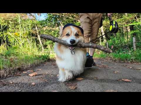 早朝5時半から犬と『木の枝』を探しに出かけた結果…