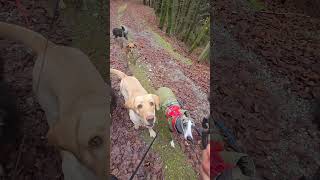 Bisschen Spass und Blödsinn machen mit den Hunden darf nicht zu kurz kommen #doglife #hunde