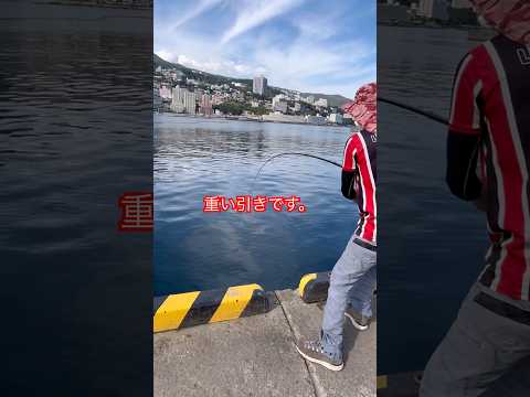 熱海 釣り いきなり重い引きが…#熱海#釣り#魚#魚釣り#海釣り#fishing#japan#クロダイ#メジナ#アイゴ#ダンゴ釣り#サンノジ#shorts#釣り動画#釣り好き