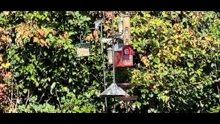 LIVE:  Backyard birdwatching pigeons bluebirds flickers starlings crows finches + more