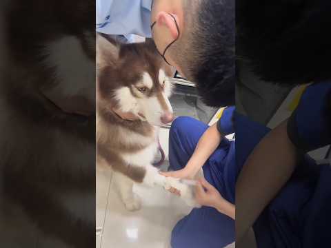 Challenges of giving injections to animals