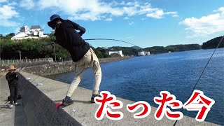 緊急投稿】さっき車で乗り付けた漁港の堤防に仕掛けを落としたら！心拍122を超えるどえらい魚が釣れた