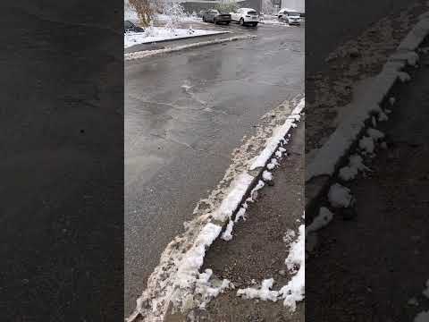 Прогулка с мопсом не удалась