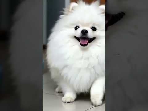 cute puppy 😍#dogvideo #dog #dogs #dogvideos #dogoftheday #doglover #doglife#cute #cutedog