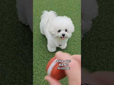 #미니비숑#강아지  어딜가든 공놀이 할땐 집착 같은 집중력 최고다 ㅎㅎ 복실복실 하얗고 작은 천사같다~오늘도 너때매  엄마가 웃네♡♡