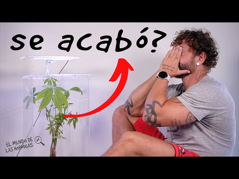 Mi hormiga reina tejedora ha muerto 😥 Pueden vivir las hormigas sin la reina? - Esto he hecho...