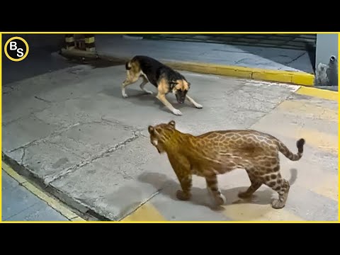 Watch This: You Won’t Believe What This Leopard Can Do!