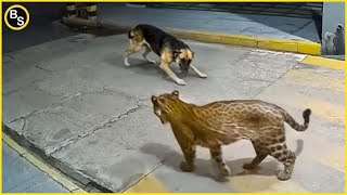 Watch This: You Won’t Believe What This Leopard Can Do!