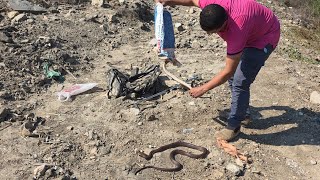 اصحاب البيت تفاجأوا بوجود  2 من افاعى الكوبرا داخل عشة الطيور