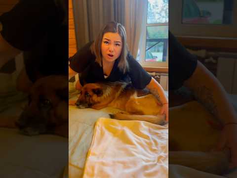 Наша собака родила троих щенят..🫢🙆🏼‍♂️🐶