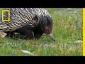 Understanding Akida and Mating Behaviors