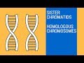 Understanding Chromatids and Chromosomes