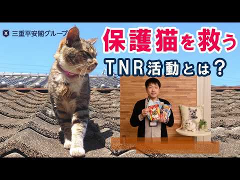 猫を守ろう!保護猫支援とTNR活動🐱