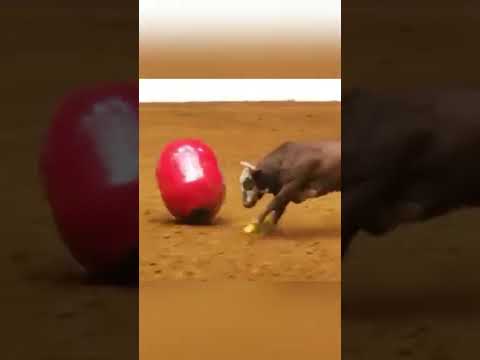 Rodeo bull was not happy with that rodeo clown’s jokes. 😳 #shorts