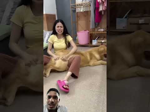 金毛真的很温顺#搞笑##dog#shorts#tiktok#funny#funnyvideo #shortvideo #funny #parmodvlogs #comedy